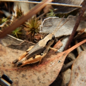 Phaulacridium vittatum at Belconnen, ACT - 31 Jan 2018