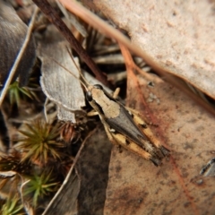 Phaulacridium vittatum at Belconnen, ACT - 31 Jan 2018 02:02 PM