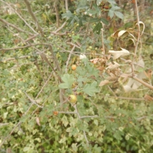 Crataegus monogyna at O'Malley, ACT - 30 Jan 2018