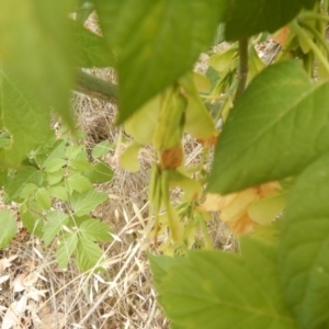 Acer negundo at O'Malley, ACT - 30 Jan 2018 01:22 PM