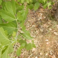 Acer negundo at O'Malley, ACT - 30 Jan 2018 01:22 PM