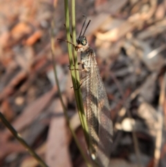 Myrmeleontidae (family) (Unidentified Antlion Lacewing) at Aranda, ACT - 2 Feb 2018 by CathB