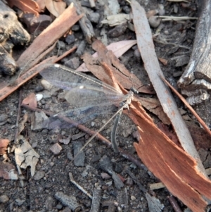 Myrmeleontidae (family) at Aranda, ACT - 2 Feb 2018