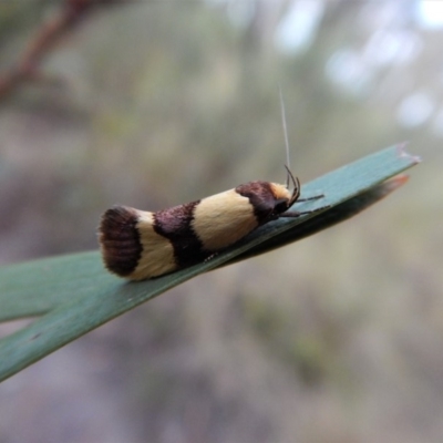 Chrysonoma fascialis (A Concealer moth (Wingia group) at Belconnen, ACT - 2 Feb 2018 by CathB