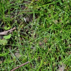 Isolepis subtilissima at Bolaro, NSW - 30 Jan 2018