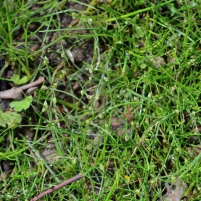 Isolepis subtilissima (Dwarf Clubsedge) at Bolaro, NSW - 30 Jan 2018 by David McKay