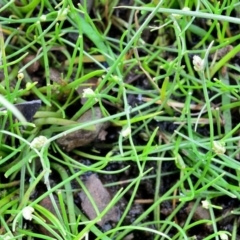 Isolepis subtilissima at Bolaro, NSW - 30 Jan 2018