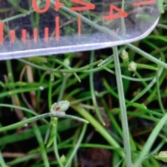 Isolepis subtilissima at Bolaro, NSW - 30 Jan 2018