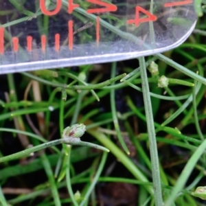 Isolepis subtilissima at Bolaro, NSW - 30 Jan 2018