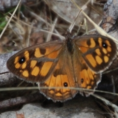 Geitoneura klugii (Marbled Xenica) at Mount Clear, ACT - 1 Feb 2018 by KMcCue