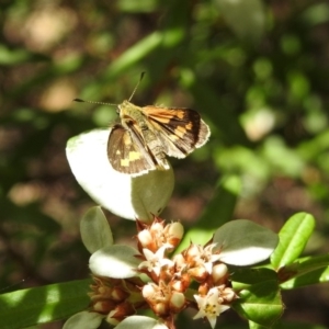 Ocybadistes walkeri at Acton, ACT - 2 Feb 2018 11:10 AM