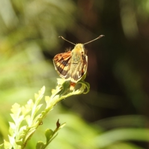 Ocybadistes walkeri at Acton, ACT - 2 Feb 2018 11:10 AM