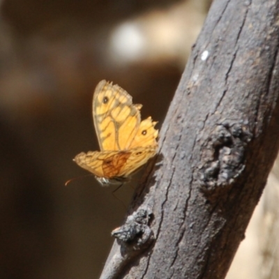 Geitoneura acantha (Ringed Xenica) at Booth, ACT - 1 Feb 2018 by KMcCue