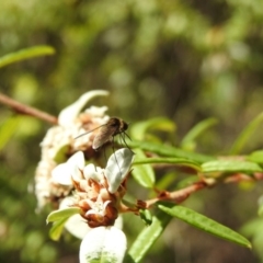 Geron sp. (genus) at Acton, ACT - 2 Feb 2018 12:44 PM