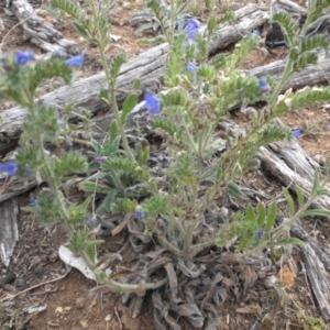 Echium vulgare at Majura, ACT - 2 Feb 2018