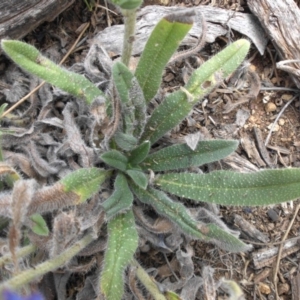 Echium vulgare at Majura, ACT - 2 Feb 2018 03:10 PM