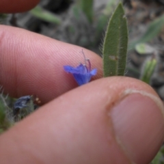 Echium vulgare at Majura, ACT - 2 Feb 2018 03:10 PM