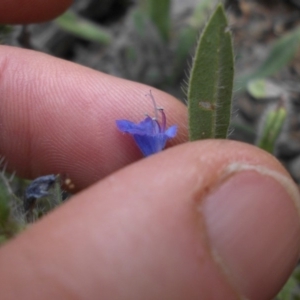 Echium vulgare at Majura, ACT - 2 Feb 2018