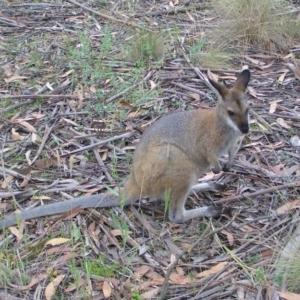 Notamacropus rufogriseus at Cotter River, ACT - 28 Jan 2018 07:39 AM