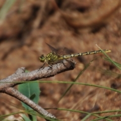 Austrogomphus guerini (Yellow-striped Hunter) at Mount Clear, ACT - 1 Feb 2018 by KMcCue