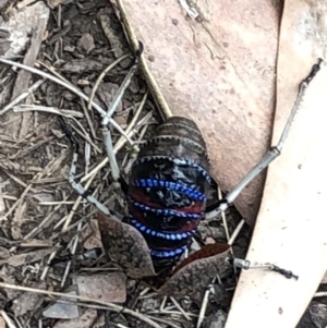 Acripeza reticulata at Cotter River, ACT - 2 Feb 2018