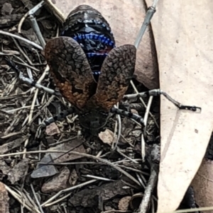 Acripeza reticulata at Cotter River, ACT - 2 Feb 2018