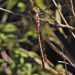 Austroaeschna unicornis (Unicorn Darner) at Paddys River, ACT - 2 Feb 2018 by JohnBundock