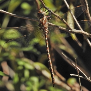 Austroaeschna unicornis at Paddys River, ACT - 2 Feb 2018