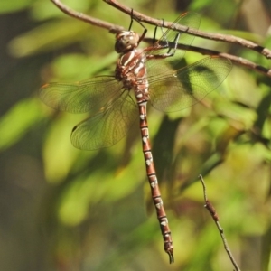 Austroaeschna unicornis at Paddys River, ACT - 2 Feb 2018