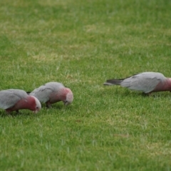 Eolophus roseicapilla (Galah) at Parkes, ACT - 24 Jan 2018 by Tammy