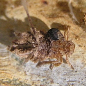 Dryinidae (family) at Kambah, ACT - 16 Apr 2017