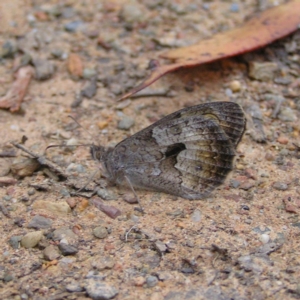 Geitoneura klugii at Cotter River, ACT - 28 Jan 2018