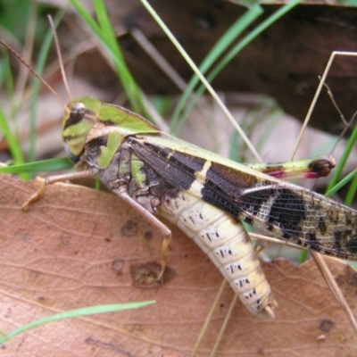 Gastrimargus musicus (Yellow-winged Locust or Grasshopper) at Cotter River, ACT - 27 Jan 2018 by MatthewFrawley