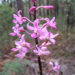 Dipodium roseum at Cotter River, ACT - suppressed