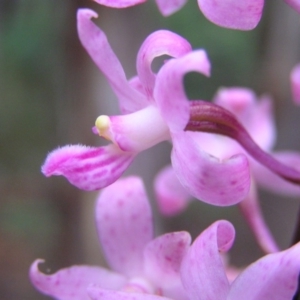 Dipodium roseum at Cotter River, ACT - suppressed