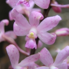 Dipodium roseum at Cotter River, ACT - suppressed