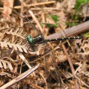 Eusynthemis guttata at Cotter River, ACT - 28 Jan 2018