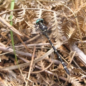 Eusynthemis guttata at Cotter River, ACT - 28 Jan 2018