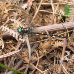 Eusynthemis guttata at Cotter River, ACT - 28 Jan 2018