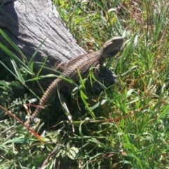 Pogona barbata (Eastern Bearded Dragon) at Mount Painter - 20 Sep 2014 by Tammy