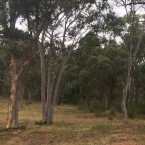 Macropus giganteus at Aranda, ACT - 29 Dec 2016