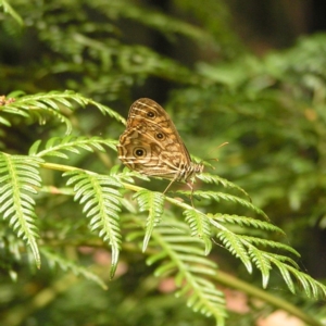 Geitoneura acantha at Cotter River, ACT - 28 Jan 2018