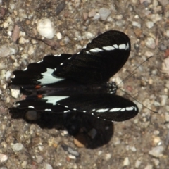 Papilio aegeus (Orchard Swallowtail, Large Citrus Butterfly) at Acton, ACT - 26 Feb 2016 by KMcCue