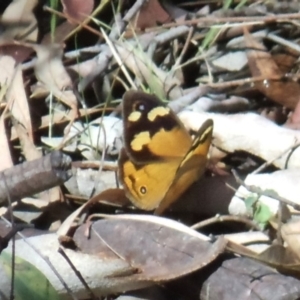 Heteronympha merope at Acton, ACT - 26 Feb 2017 12:00 AM