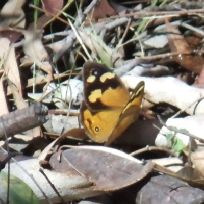 Heteronympha merope (Common Brown Butterfly) at Acton, ACT - 26 Feb 2017 by KMcCue