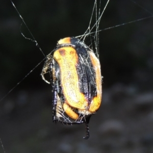 Chondropyga dorsalis at Rob Roy Range - 8 Jan 2018