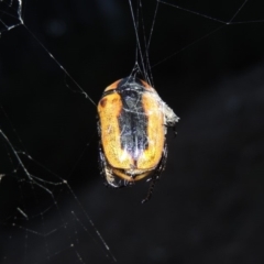 Chondropyga dorsalis at Rob Roy Range - 8 Jan 2018