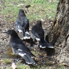 Strepera graculina (Pied Currawong) at Acton, ACT - 18 Jun 2016 by KMcCue
