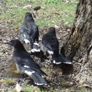 Strepera graculina at Acton, ACT - 18 Jun 2016