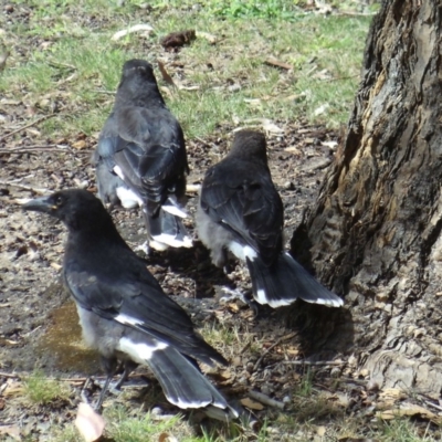 Strepera graculina (Pied Currawong) at Acton, ACT - 17 Jun 2016 by KMcCue